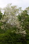 Black locust